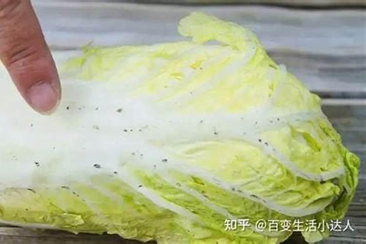 白菜最忌三种肥料