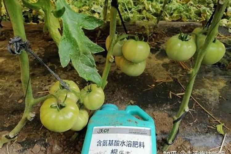 给西红柿做底肥氯化钾好还是氧化钾好