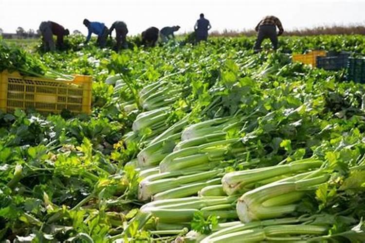 绿叶菜类蔬菜生产对肥料有何要求？常用的肥料种类有哪些？