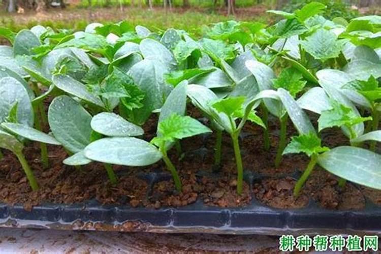 种丝瓜用什么肥料最好