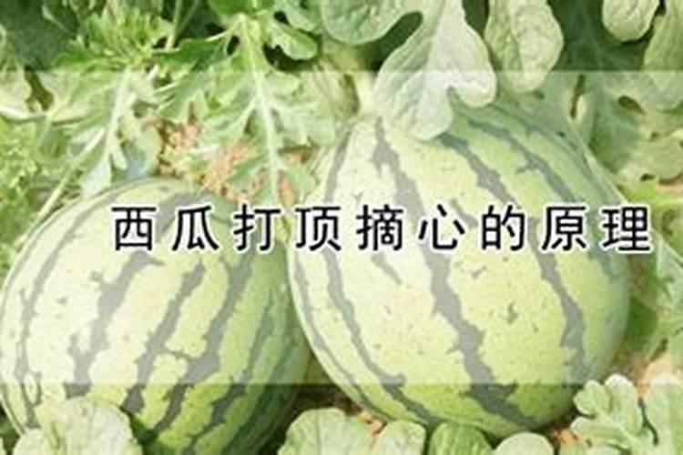 西瓜有四五斤一个了,可以把根部施肥吗？？