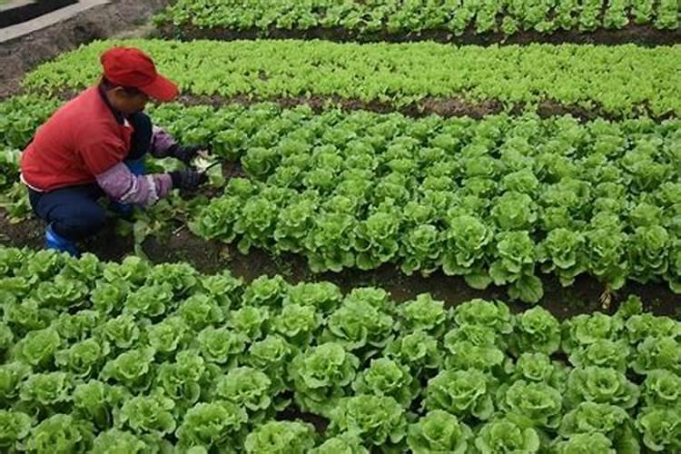 青菜施什么肥最好