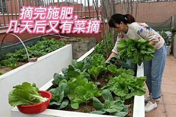 青菜施什么肥最好