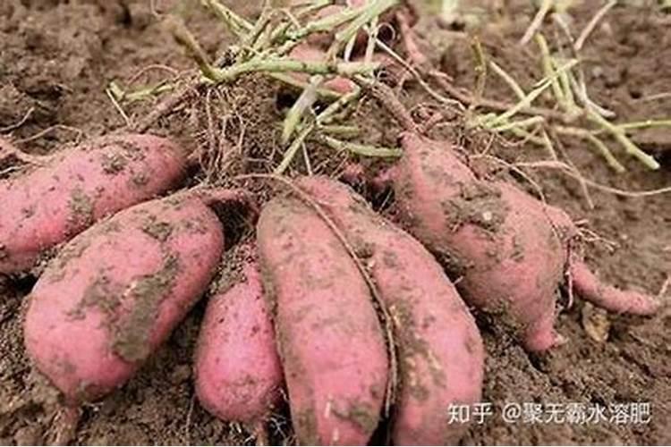 葡萄开花期的时候,能不能一边浇水一边施硼肥呢