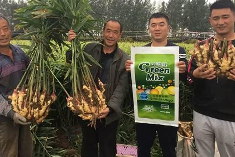 葡萄什么时候施肥最好 葡萄的施肥时间