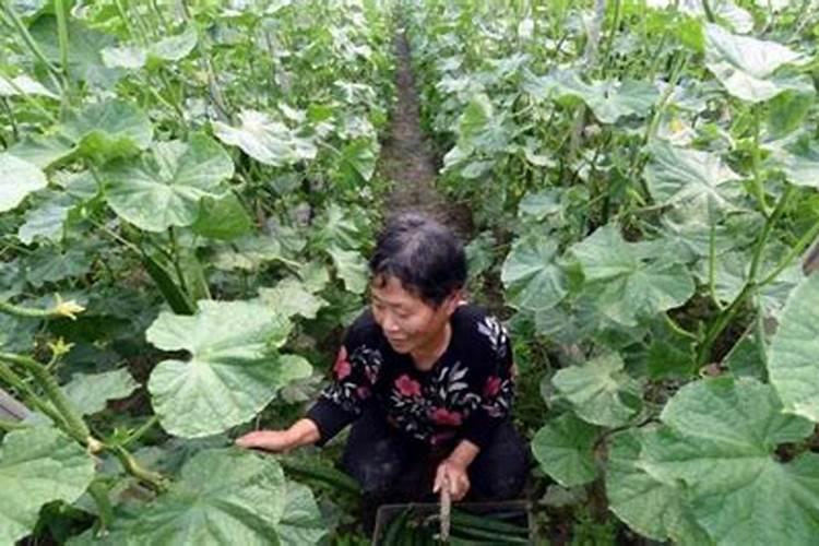 腐熟的饼肥可以大量施用吗？