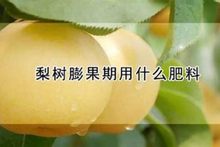 硼肥什么时候施肥最好