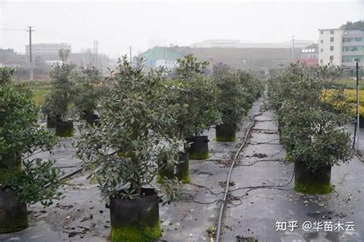 种的小树苗冬天需要施肥吗？
