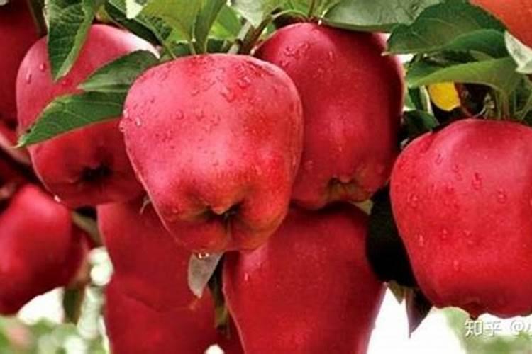 苹果膨大期需要施什么肥料