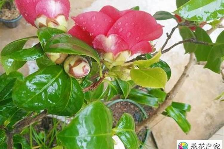 哪些花上尿素花肥好