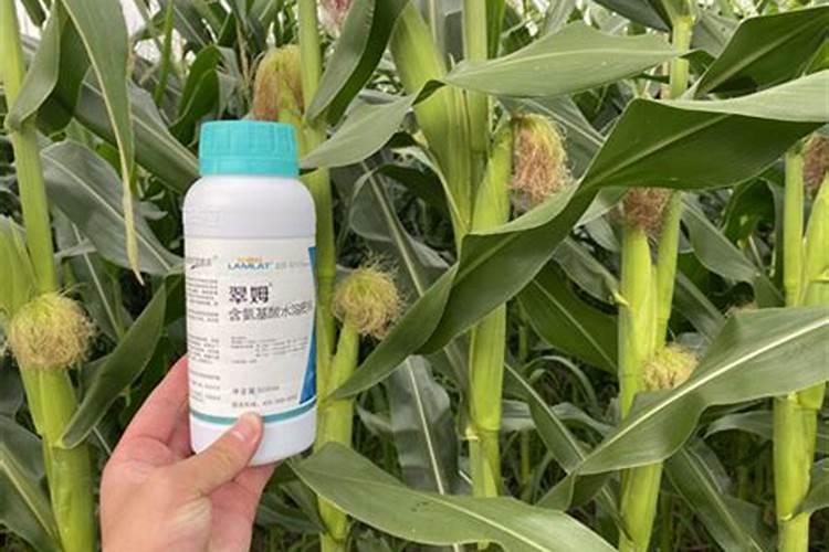 芸苔素内酯加磷酸二氢钾喷施韭菜有效果吗？