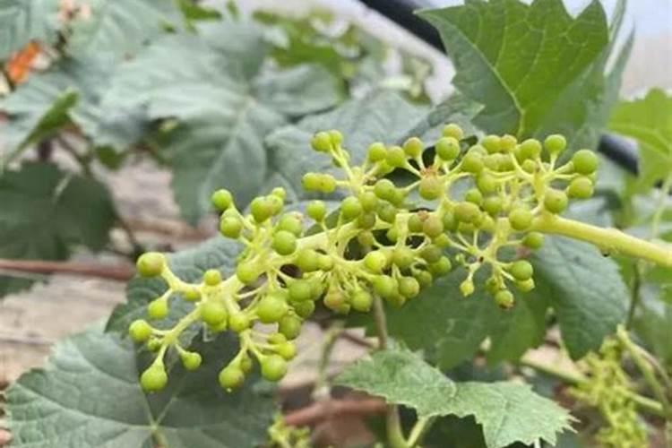 兰花如何施氮肥