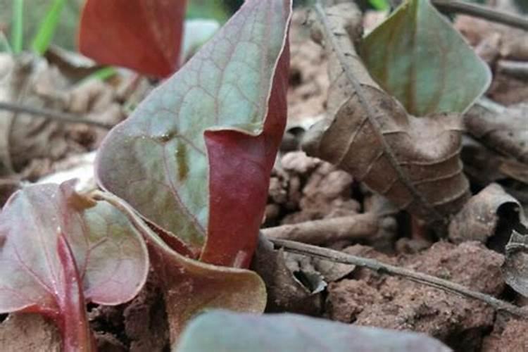种植业折耳根如何种才高产种植业折耳根怎么种才高产