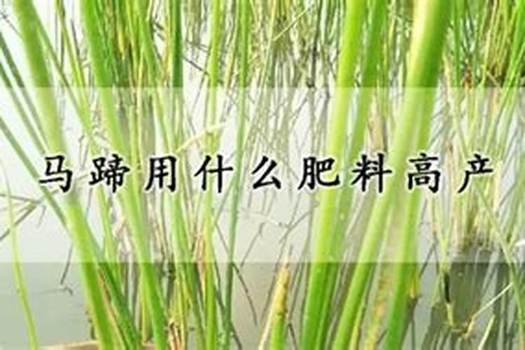 马蹄种植需要什么肥料