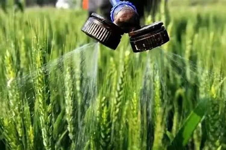 种的白菜上什么肥料最好？