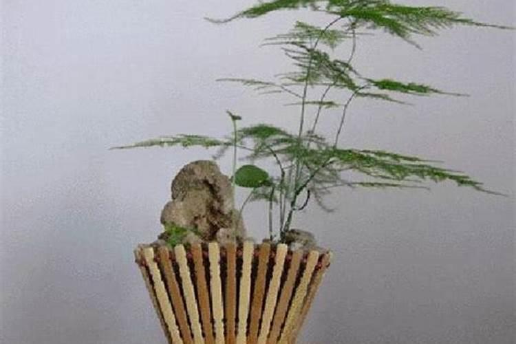 给植物施什么肥比较好？