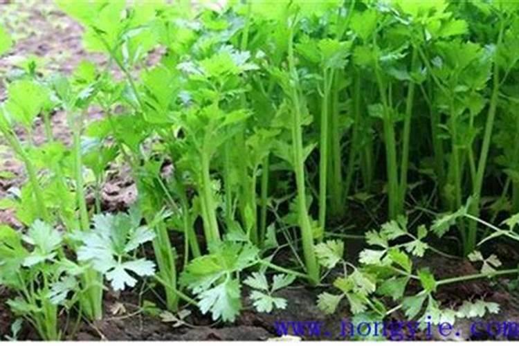 芹菜用什么肥料好