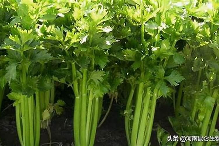 芹菜用什么肥料好？