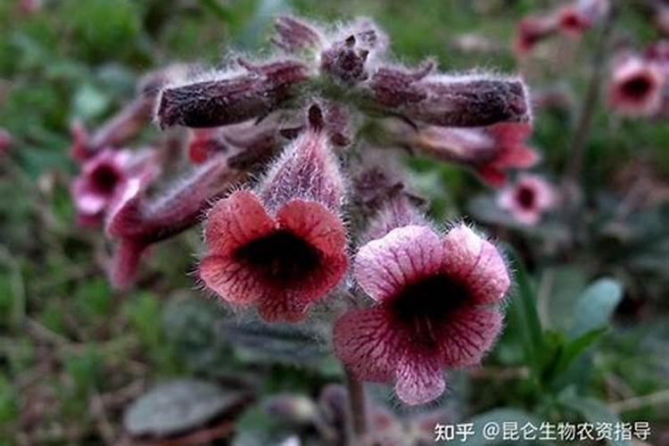 生地黄苗种了四个月死苗是怎么回事呢？