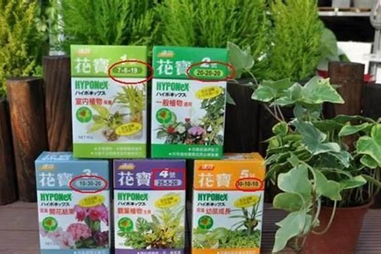 如何给花施磷肥