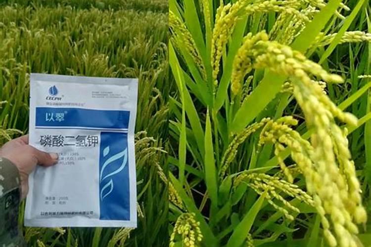 草莓在开花期做果期怎样管理？