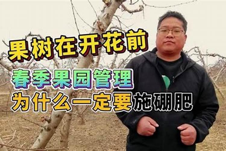 苹果几月份打硼好