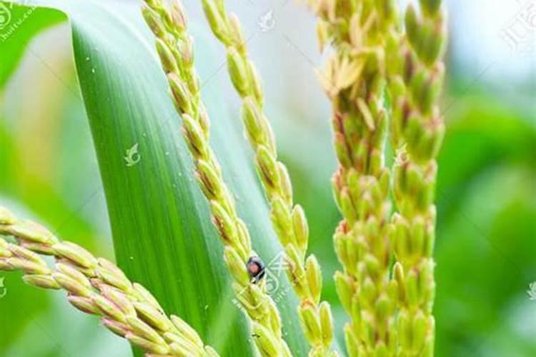 辣椒追肥用什么肥料好