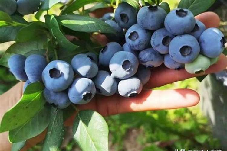 蓝莓用什么肥料最合适怎样给蓝莓施肥