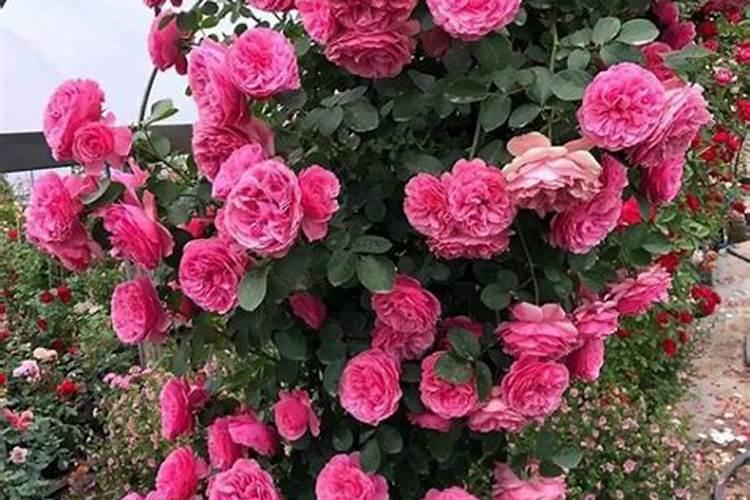 月季花施肥方法怎样给月季花施肥