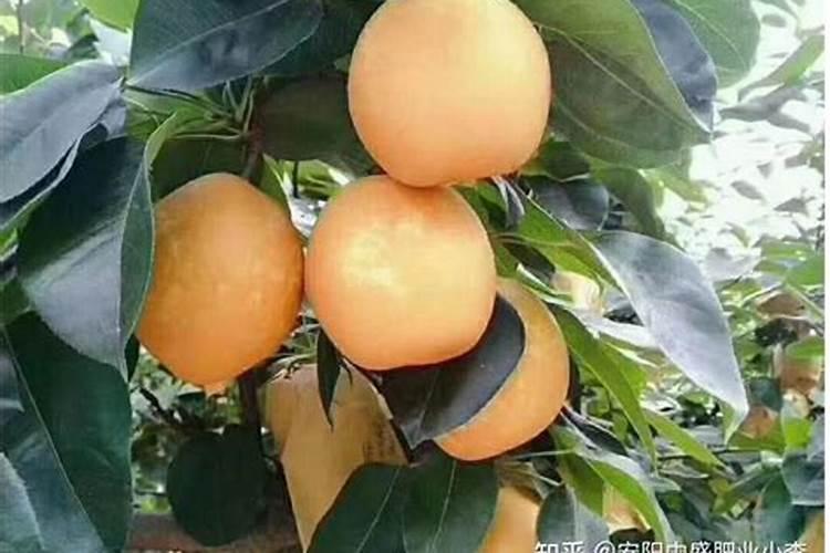 芹菜在生长期适宜施什么肥料