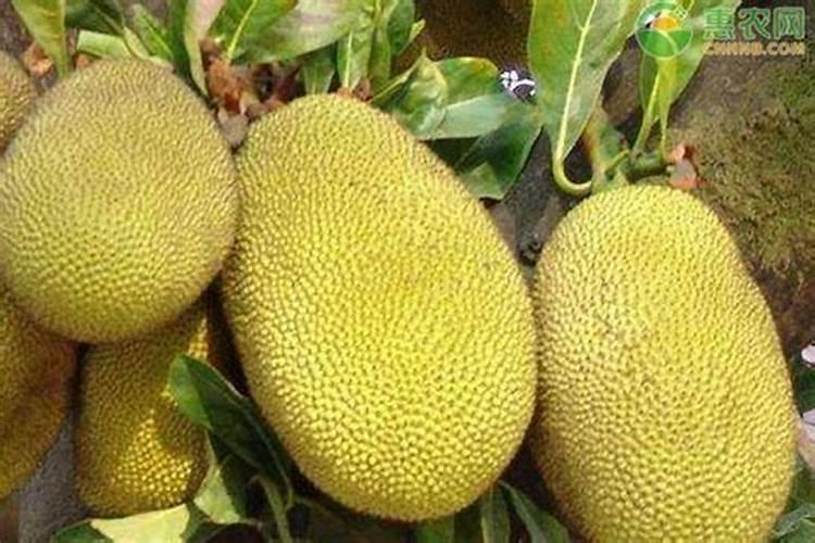 菠萝蜜种植后用什么肥料