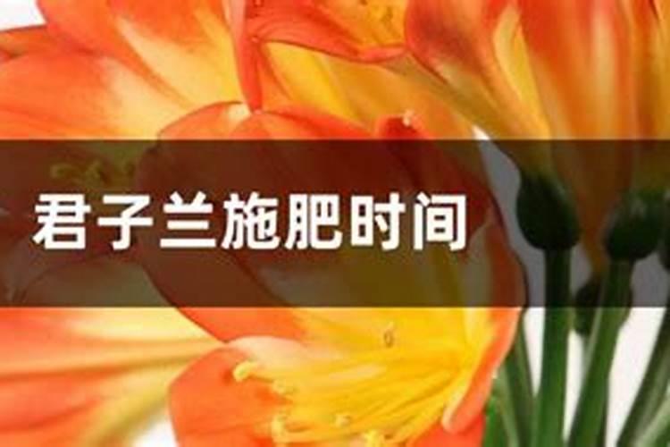君子兰用什么叶面肥