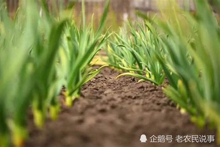 大蒜需要锌和硼肥吗？