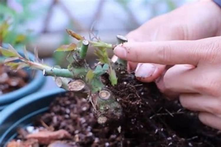 月季花扦插是用什么肥料可以使月季花快速生根呢
