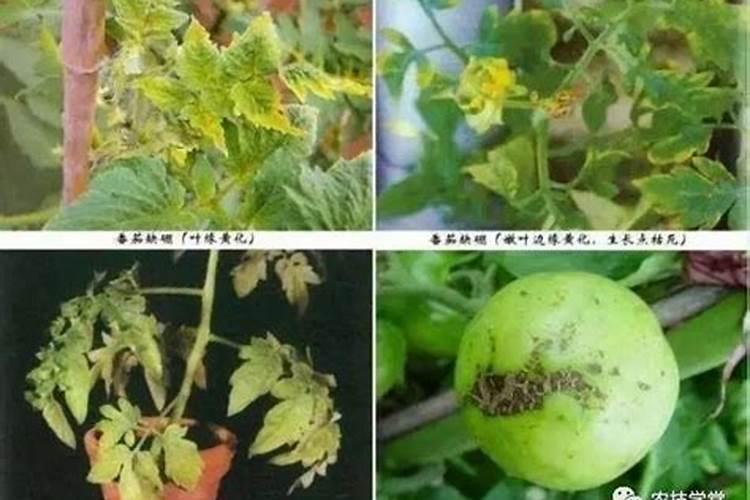 氟环唑可以与叶面肥混用吗