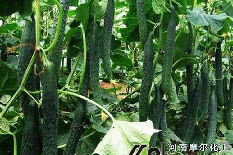 黄瓜追肥用什么肥料好