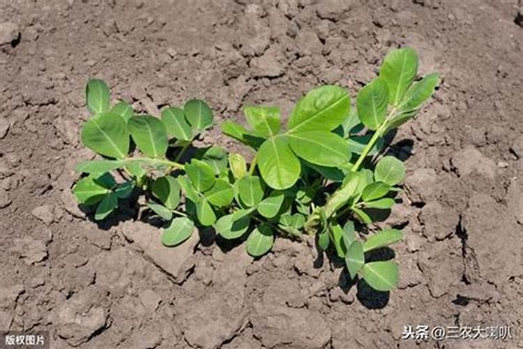 种植花生磷肥的正确方法