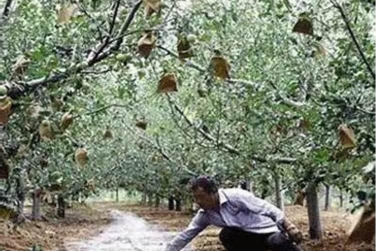 苹果树什么季节打什么农药,