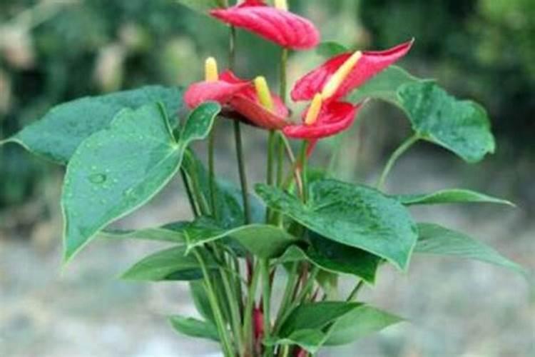 花烛的养殖方法及注意事项视频花烛怎么养殖