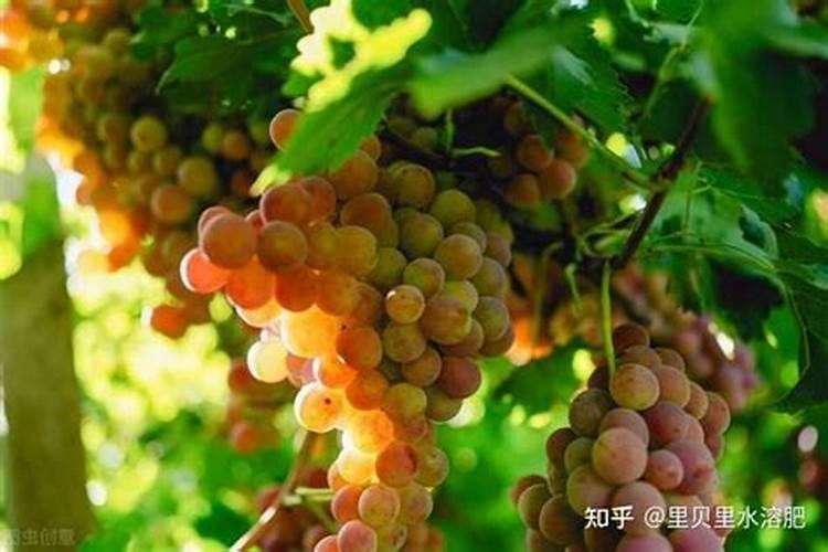 葡萄种植要点及施肥技术