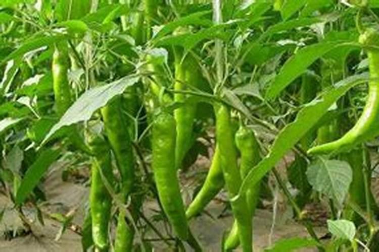 如何种植红尖椒
