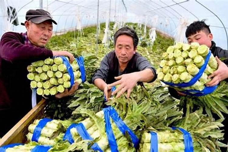 巧棵力水溶肥里面钾的成分高吗,膨果效果怎么样？