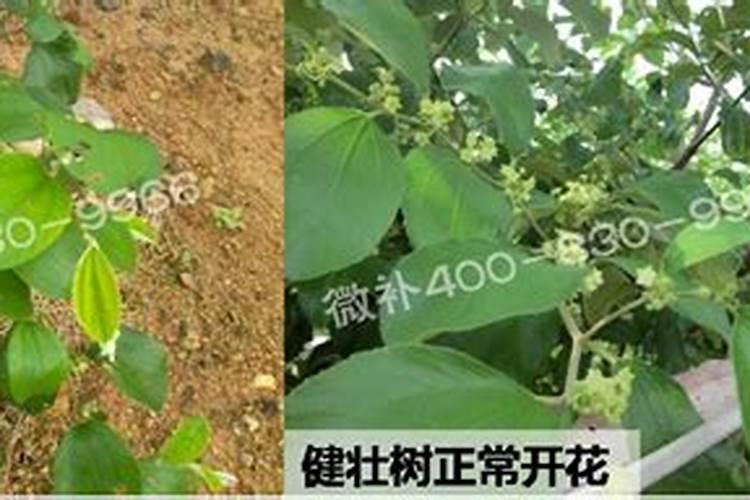 芳润的意思是什么
