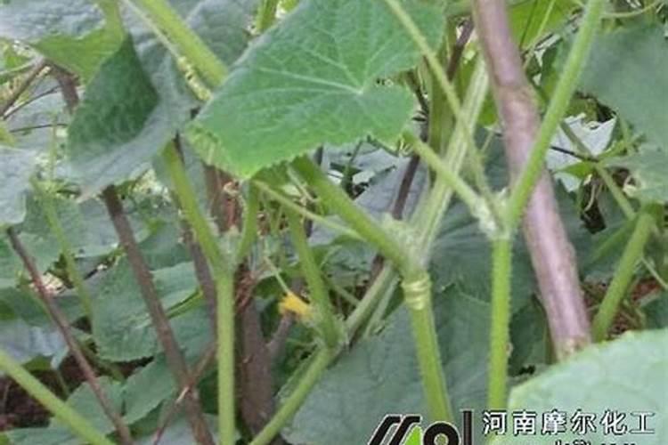 黄瓜受了叶面肥肥害怎样处理