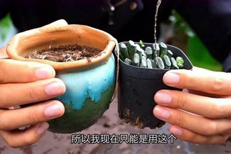 多肉十月可以施肥了吗