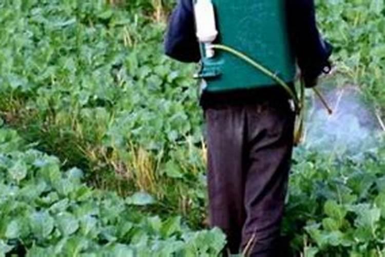 柑桔着色期能用毒死蜱加磷酸二钾吗？