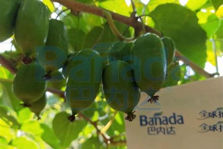 桉树苗种植时候根弯还可以长的直吗？