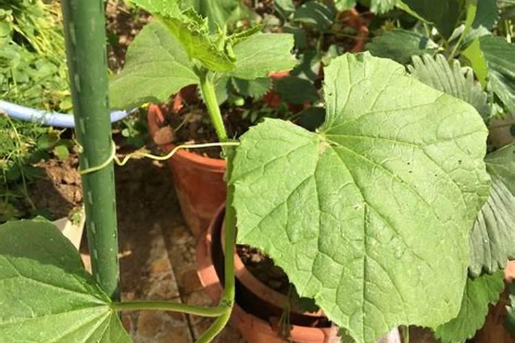 玉米花期可以冲施黄腐酸钾吗？