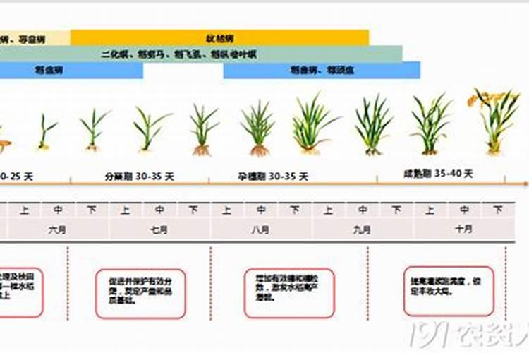 水稻一生的需肥规律
