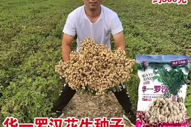 玉米种子田施什么肥好？都在什么阶段施肥？